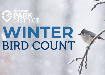 Winter Bird Count image of tufted titmouse perched on snowy branch